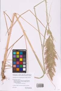 Calamagrostis pseudophragmites (Haller f.) Koeler, Eastern Europe, Central forest-and-steppe region (E6) (Russia)