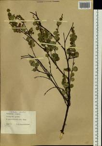 Betula glandulosa Michx., Siberia, Baikal & Transbaikal region (S4) (Russia)