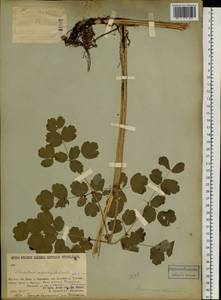 Thalictrum aquilegiifolium subsp. aquilegiifolium, Siberia, Baikal & Transbaikal region (S4) (Russia)