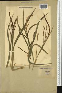 Carex pendula Huds., Western Europe (EUR) (Italy)