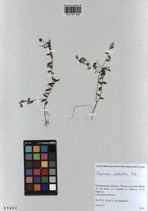 KUZ 001 848, Vaccinium oxycoccos L., Siberia, Altai & Sayany Mountains (S2) (Russia)