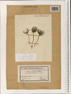 Pinus wallichiana A.B. Jacks., South Asia, South Asia (Asia outside ex-Soviet states and Mongolia) (ASIA) (Germany)