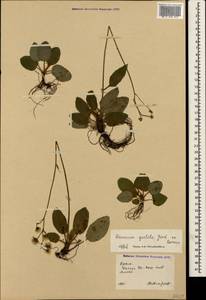 Hieracium murorum subsp. gentile (Jord. ex Boreau) Sudre, Crimea (KRYM) (Russia)