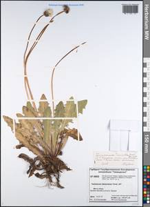 Taraxacum longicorne Dahlst., Siberia, Central Siberia (S3) (Russia)