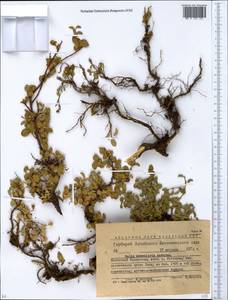 Salix nummularia Andersson, Siberia, Western (Kazakhstan) Altai Mountains (S2a) (Kazakhstan)