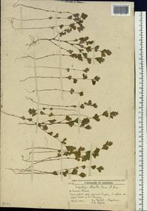 Kummerowia striata (Thunb.)Schindl., Siberia, Russian Far East (S6) (Russia)