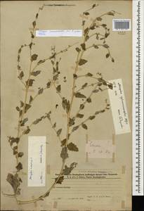 Atriplex sphaeromorpha Iljin, Caucasus, Azerbaijan (K6) (Azerbaijan)