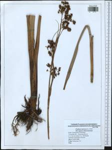 Cladium mariscus (L.) Pohl, Eastern Europe, Central region (E4) (Russia)