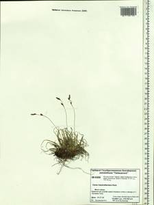 Carex trautvetteriana Kom., Siberia, Central Siberia (S3) (Russia)