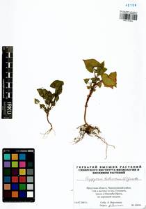 Fagopyrum tataricum (L.) Gaertn., Siberia, Baikal & Transbaikal region (S4) (Russia)