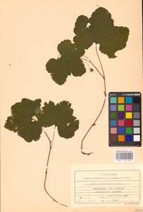 Rubus chamaemorus L., Eastern Europe, Lithuania (E2a) (Lithuania)