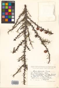 Larix gmelinii var. gmelinii, Siberia, Russian Far East (S6) (Russia)