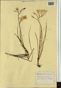 Paradisea liliastrum (L.) Bertol., Western Europe (EUR) (Switzerland)