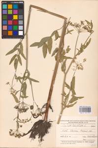 Sium latifolium L., Eastern Europe, North Ukrainian region (E11) (Ukraine)