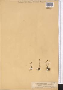 Gagea bulbifera (Pall.) Salisb., Middle Asia, Muyunkumy, Balkhash & Betpak-Dala (M9) (Kazakhstan)