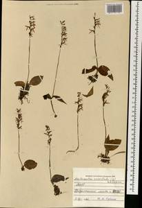 Hemipilia cucullata (L.) Y.Tang, H.Peng & T.Yukawa, Mongolia (MONG) (Mongolia)