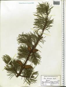Pinus banksiana Lamb., Eastern Europe, Central forest-and-steppe region (E6) (Russia)