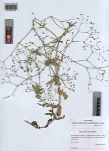 KUZ 004 300, Gypsophila perfoliata L., Siberia, Altai & Sayany Mountains (S2) (Russia)