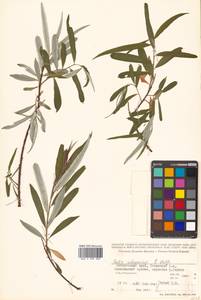 Salix schwerinii E. L. Wolf, Siberia, Russian Far East (S6) (Russia)