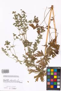 Potentilla intermedia L., Eastern Europe, Moscow region (E4a) (Russia)