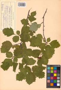 Crataegus dahurica (Dieck) Koehne, Siberia, Russian Far East (S6) (Russia)