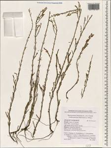 Sarcocornia fruticosa (L.) A. J. Scott, South Asia, South Asia (Asia outside ex-Soviet states and Mongolia) (ASIA) (Israel)