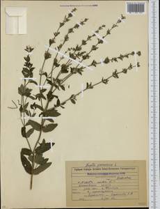 Nepeta nuda subsp. nuda, Caucasus, North Ossetia, Ingushetia & Chechnya (K1c) (Russia)