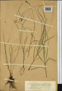 Carex divulsa Stokes, Western Europe (EUR) (Italy)