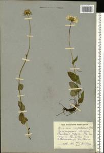 Doronicum carpaticum (Griseb. & Schenk) Nyman, Eastern Europe, West Ukrainian region (E13) (Ukraine)