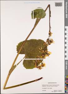 Ligularia jaluensis Kom., Siberia, Russian Far East (S6) (Russia)