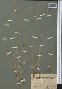 Bromus racemosus L., Middle Asia, Muyunkumy, Balkhash & Betpak-Dala (M9) (Kazakhstan)