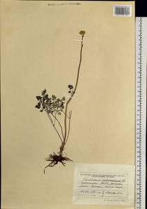 Thalictrum petaloideum L., Siberia, Altai & Sayany Mountains (S2) (Russia)