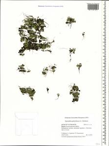 Spirodela polyrhiza (L.) Schleid., Crimea (KRYM) (Russia)