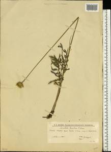 Klasea radiata subsp. tanaitica (P. A. Smirn.) L. Martins, Eastern Europe, Lower Volga region (E9) (Russia)
