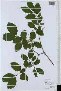 Lonicera xylosteum L., Eastern Europe, Central region (E4) (Russia)