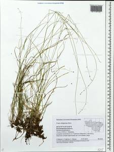 Carex disperma Dewey, Eastern Europe, Central region (E4) (Russia)