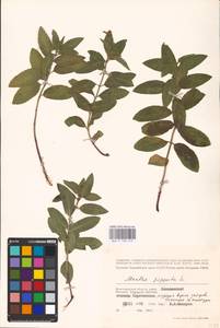 MHA 0 158 419, Mentha × piperita L., Eastern Europe, Lower Volga region (E9) (Russia)