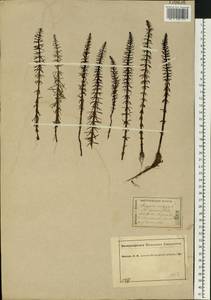 Hippuris vulgaris L., Eastern Europe, Central forest region (E5) (Russia)