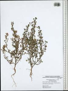Chaenorhinum minus, Eastern Europe, Central region (E4) (Russia)