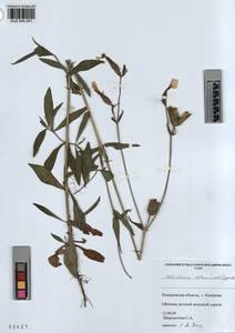KUZ 004 291, Silene latifolia subsp. alba (Miller) Greuter & Burdet, Siberia, Altai & Sayany Mountains (S2) (Russia)