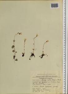 Saxifraga sibirica L., Siberia, Chukotka & Kamchatka (S7) (Russia)