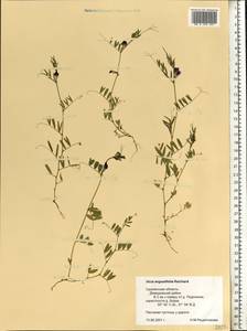 Vicia sativa subsp. nigra (L.)Ehrh., Eastern Europe, Western region (E3) (Russia)