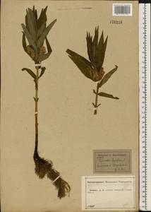Lysimachia thyrsiflora L., Eastern Europe, Central forest-and-steppe region (E6) (Russia)