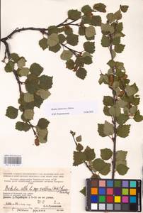 Betula pubescens var. pubescens, Eastern Europe, Northern region (E1) (Russia)