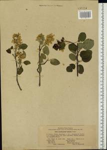 Amelanchier × spicata (Lam.) K. Koch, Eastern Europe, Central forest-and-steppe region (E6) (Russia)
