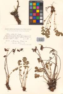 Rhodiola rosea L., Siberia, Russian Far East (S6) (Russia)