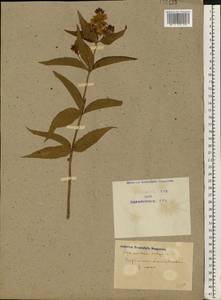 Lysimachia vulgaris L., Eastern Europe, North Ukrainian region (E11) (Ukraine)