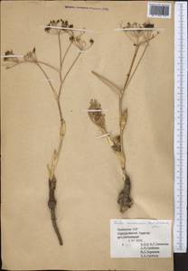 Ferula karataviensis (Regel & Schmalh.) Korovin, Middle Asia, Western Tian Shan & Karatau (M3) (Kazakhstan)