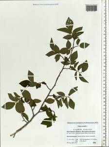 Ulmus pumila L., Eastern Europe, Rostov Oblast (E12a) (Russia)