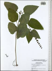 Scutellaria altissima L., Eastern Europe, Central region (E4) (Russia)